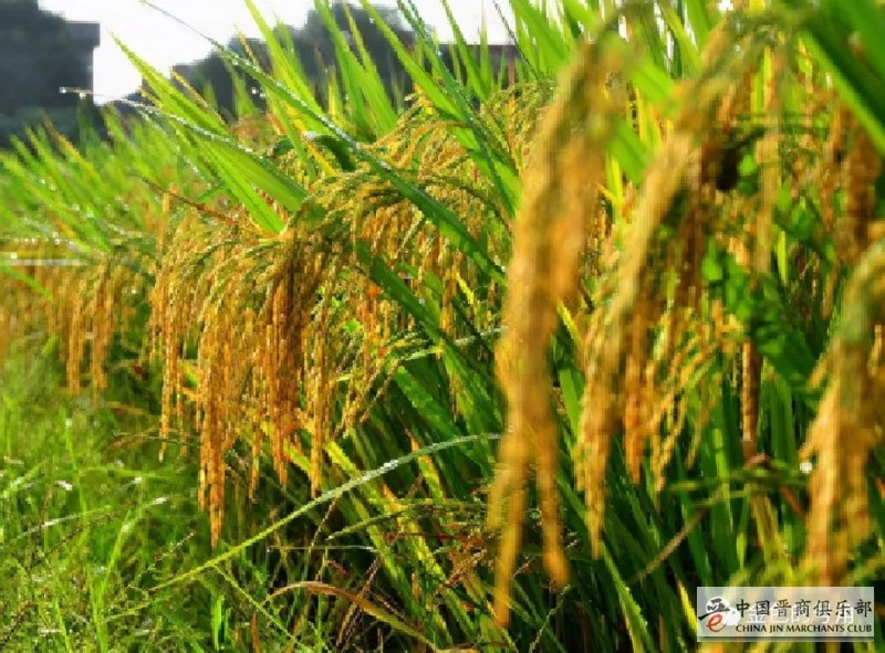 袁隆平:没有华主席,哪有我今天?