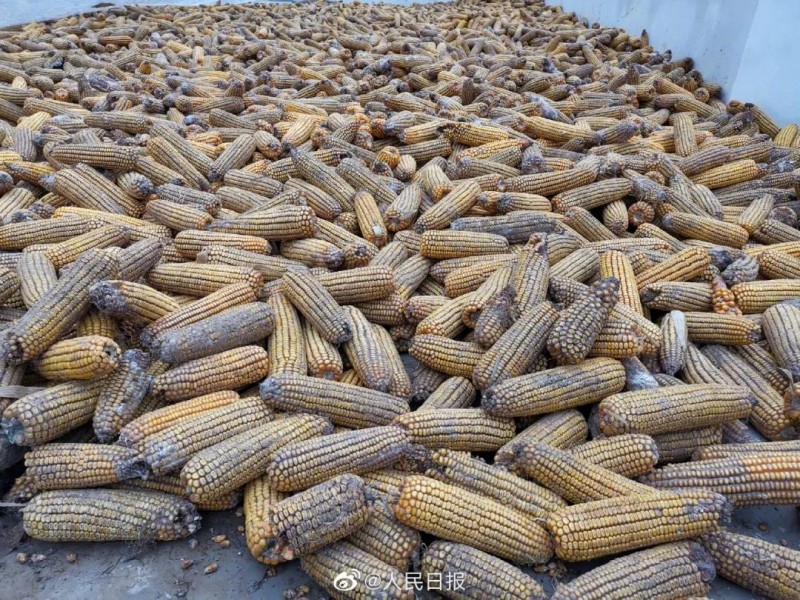 吴京团队捐赠30台收割机 山西安泽急需玉米烘干机67台