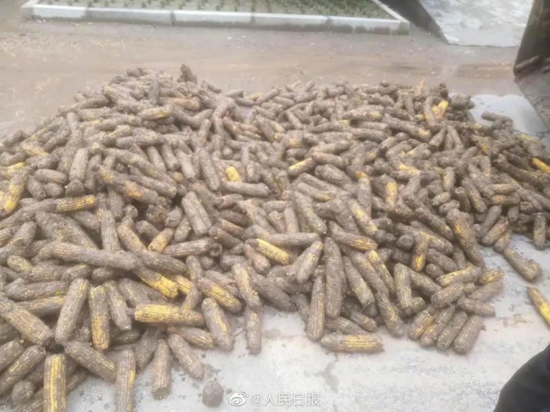 吴京团队捐赠30台收割机 山西安泽急需玉米烘干机67台