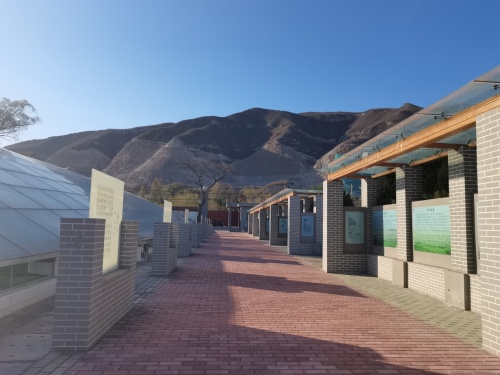 龙形鞭杆张燕军