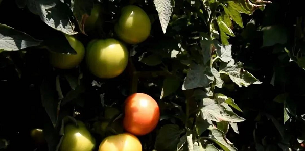 微信截图_20220531102538