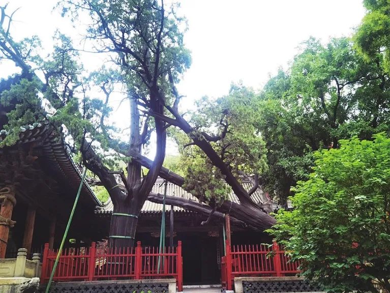 古树名木&ldquo;家底丰厚&rdquo;，精心呵护城市&ldquo;瑰宝&rdquo;！让龙城古树名木&ldquo;老有所养&rdquo;（上）