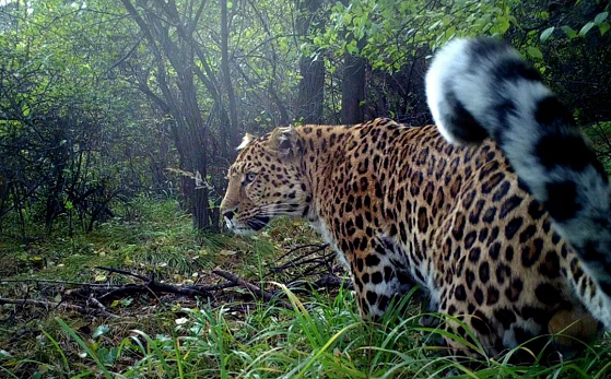 在山西种源地 破解引豹进京的密码