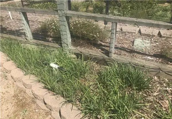 这个平遥人是骗子？平遥牛肉被牵连 | 金错刀：5年骗走百亿！傍上马斯克的中国骗子，越活越嚣张