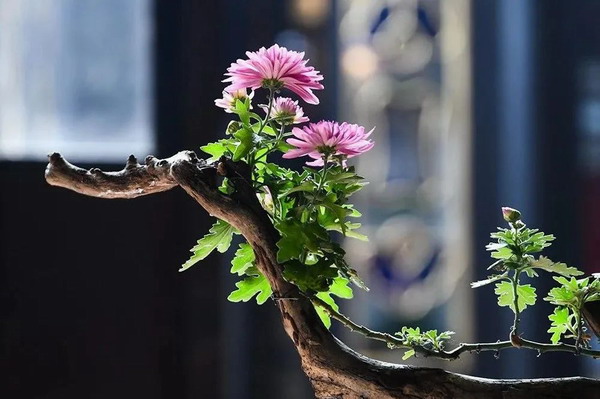 世界那么大，总会有人偷偷爱着你 | 晋商牛扎根分享美文