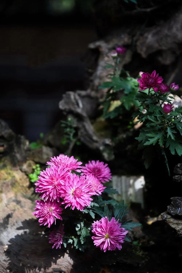 世界那么大，总会有人偷偷爱着你 | 晋商牛扎根分享美文