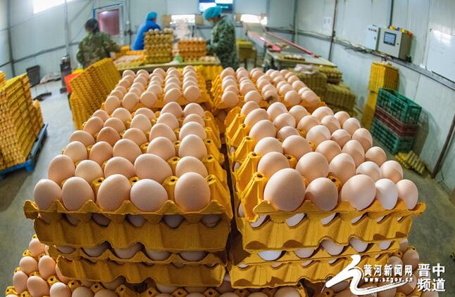 山西晋中市左权县华昌养殖公司：山沟里的全自动化养鸡场