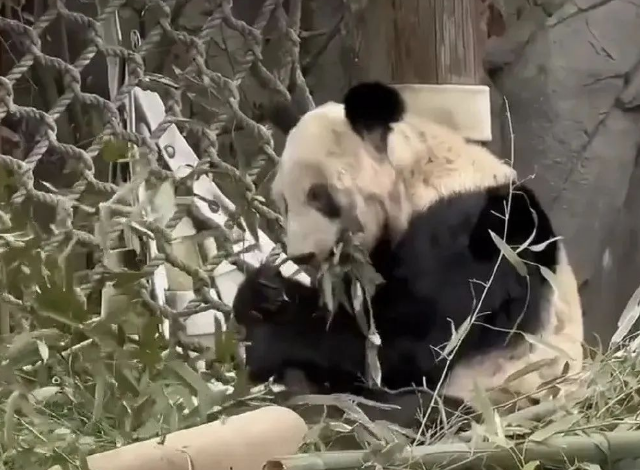 可怜的熊猫  | “丫丫，带上乐乐，咱们回家！”中国专家已抵达美国！