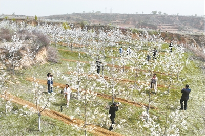 梨花观光 | 襄垣县王桥镇袁家沟村千亩梨园