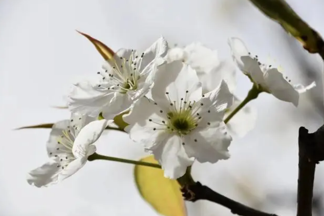 以花为媒以节会友 原平市第十三届梨花诗歌艺术节开幕 | 晋商俱乐部与四川省山西商会受邀出席