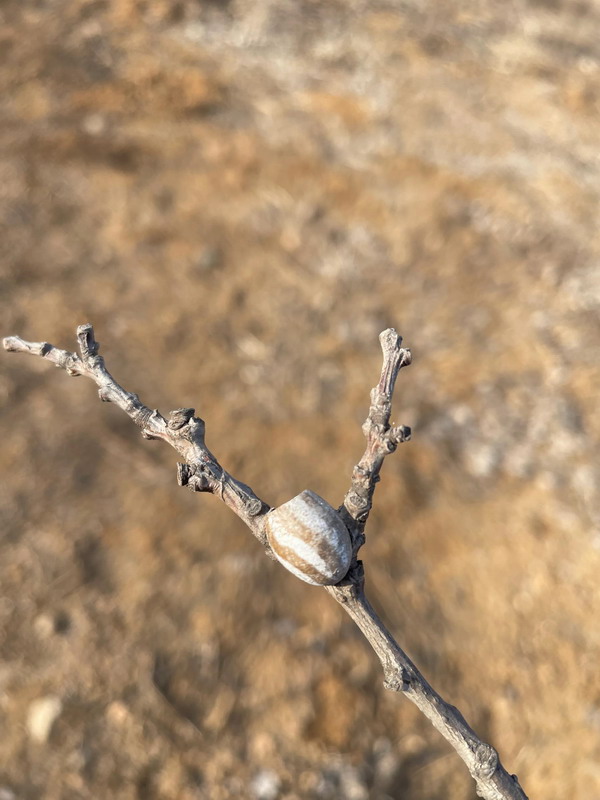 目睹了山西农村的传统土葬，和阴阳先生聊了很多日月。