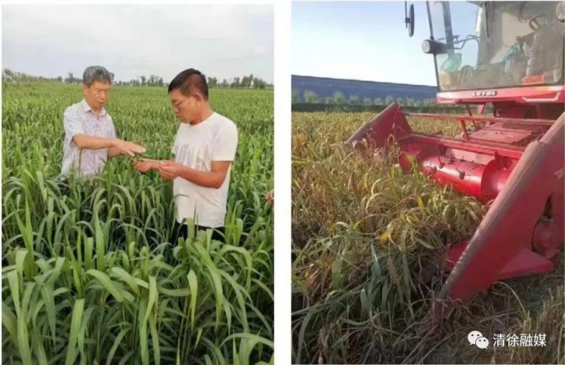 山西小杂粮不只是忻州又饿 看太原市清徐县：小杂粮变“致富粮”