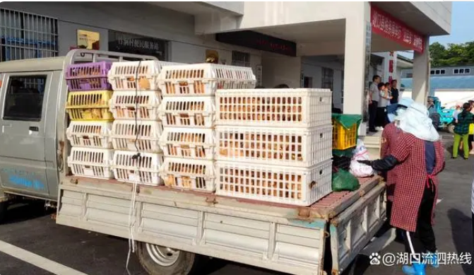 微信截图_20230517085329