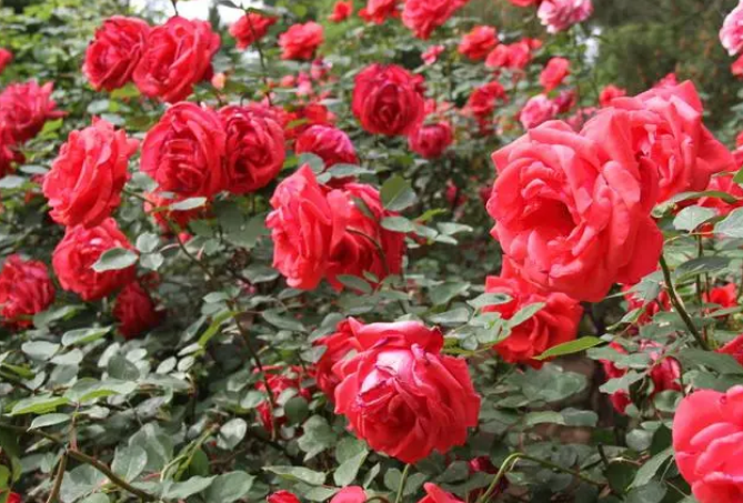 微信截图_20230525110943