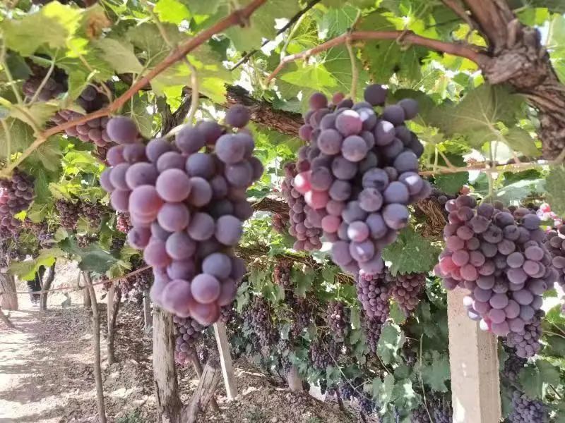 微信图片_20230904103435_1