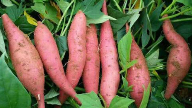 微信截图_20230911151442