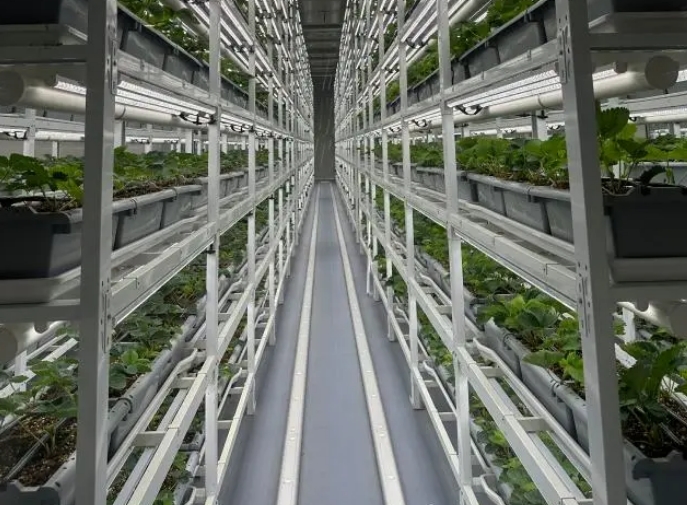 服务“三农”，四维生态数智植物工厂模式探索未来农业发展新路径