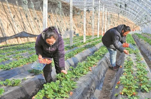 微信截图_20240124165450