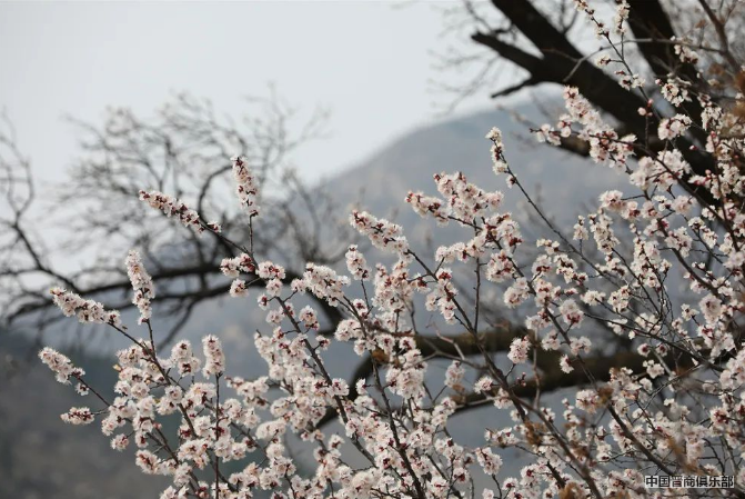 微信截图_20240319143329