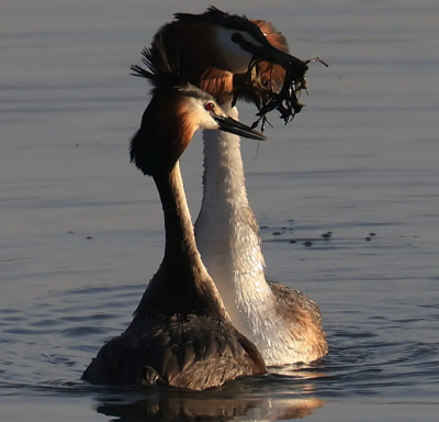 微信截图_20240418180917