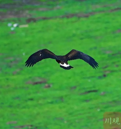 微信截图_20240705172346