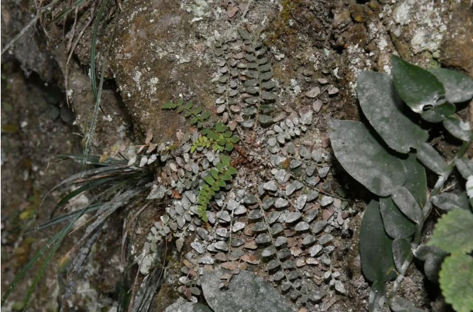 微信截图_20240717170945