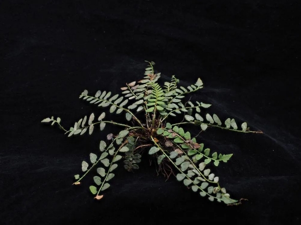 微信截图_20240717170953