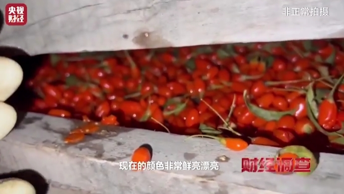 央视记者深夜潜入枸杞产区“熏硫磺”现场:被熏到呼吸困难、泪流不止……