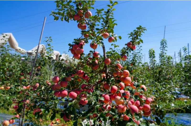 微信截图_20240920160725