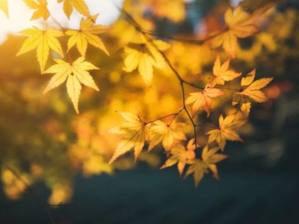 中国最好的秋色,被宋朝人写绝了