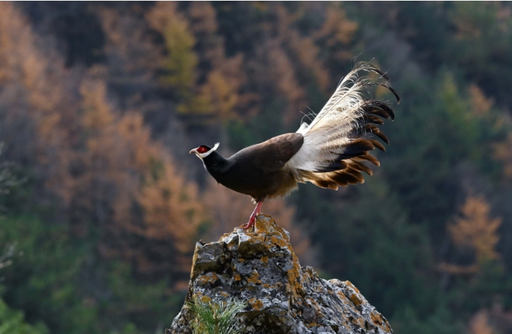 微信截图_20241108100523