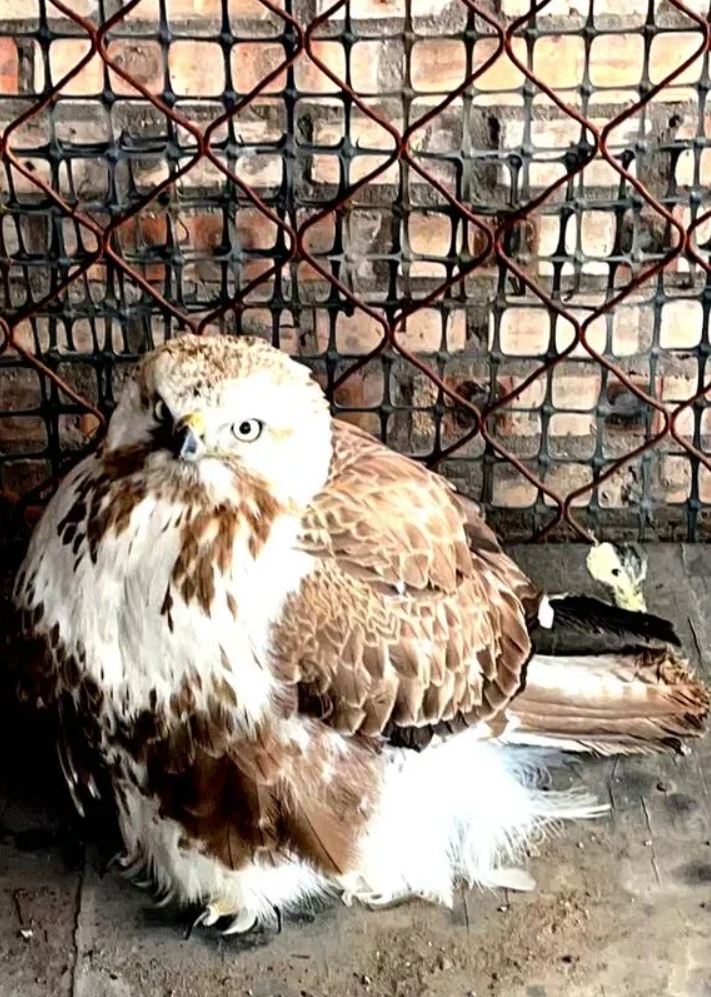 微信截图_20241216150640