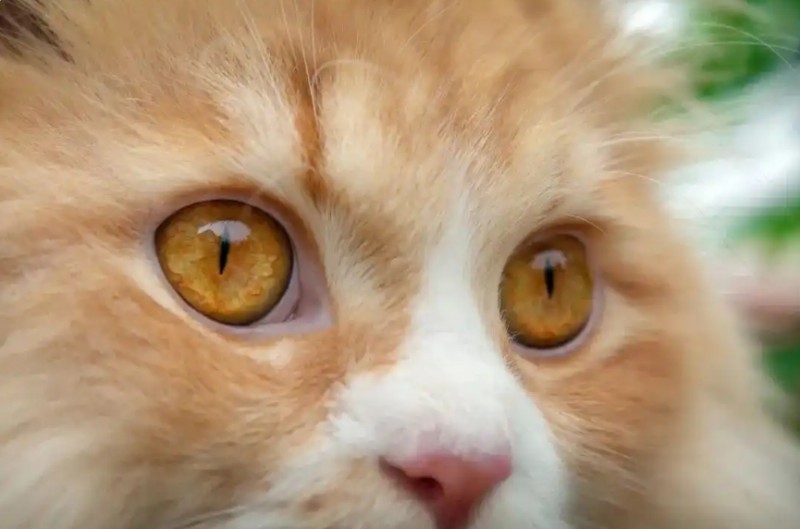 微信截图_20250208141901