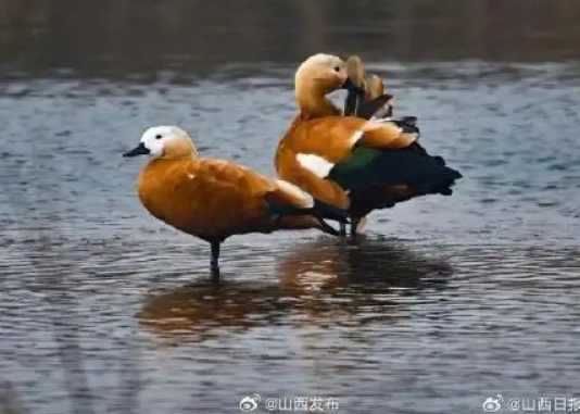 微信截图_20250224182149