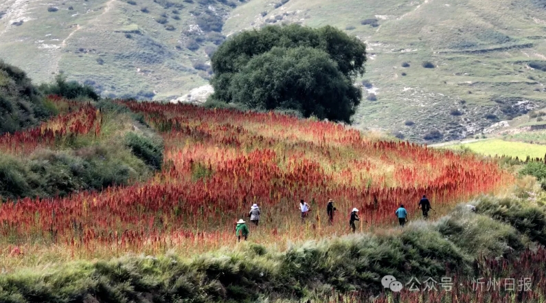 微信截图_20250318163000