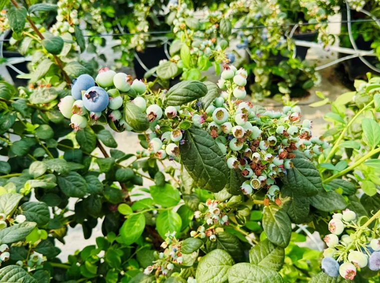 微信截图_20250417093948