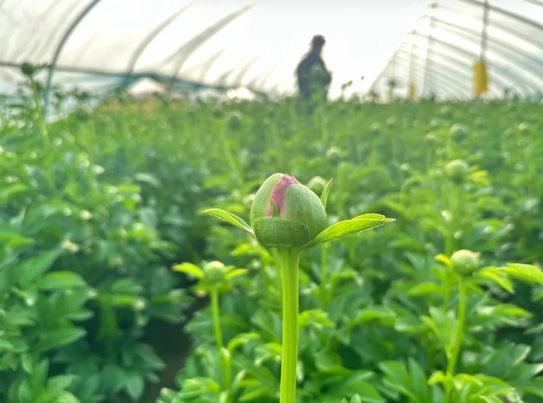 微信截图_20250417094054