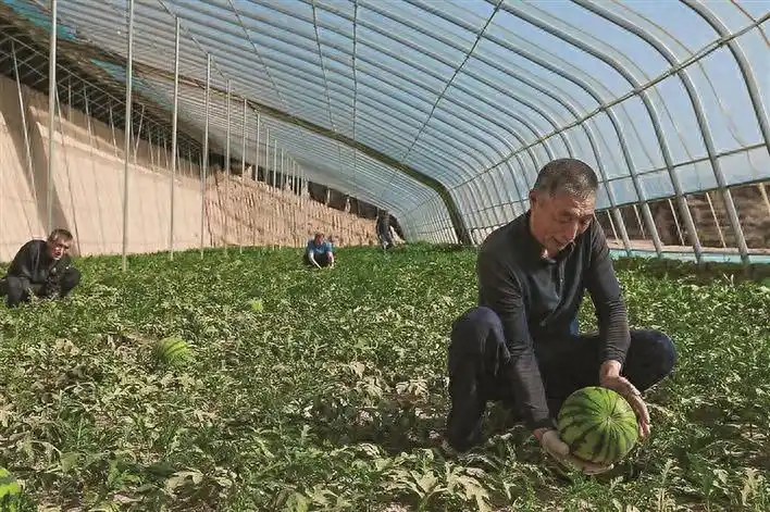 柳林：西瓜种植