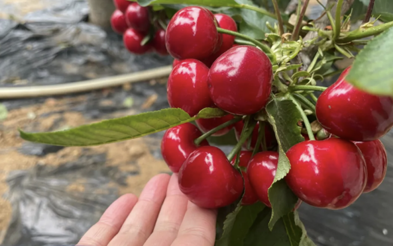 微信图片_20250603094604