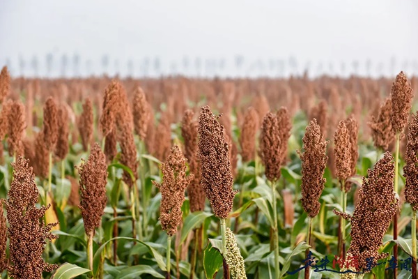 一粒高粱的“旅行”