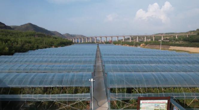 吕梁临县克虎镇---特色产业为乡村振兴赋能增收