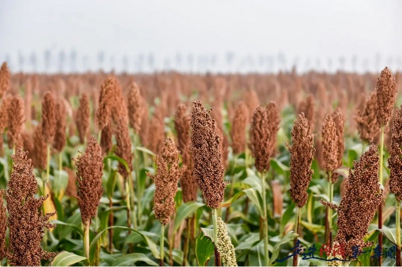 微信截图_20250616105506