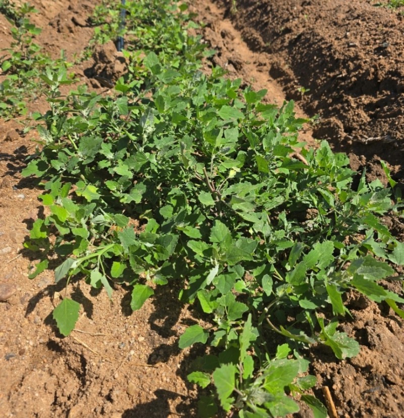 微信截图_20250718095928