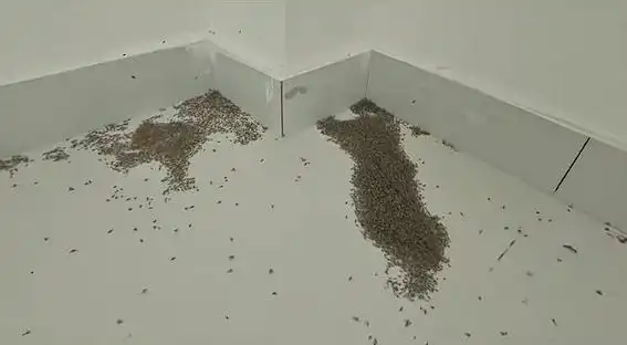 极端高温致河南室内大量蚊子被热死