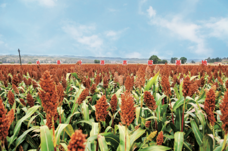 天地立秋，缸净酒清 ｜ 汾酒节气志