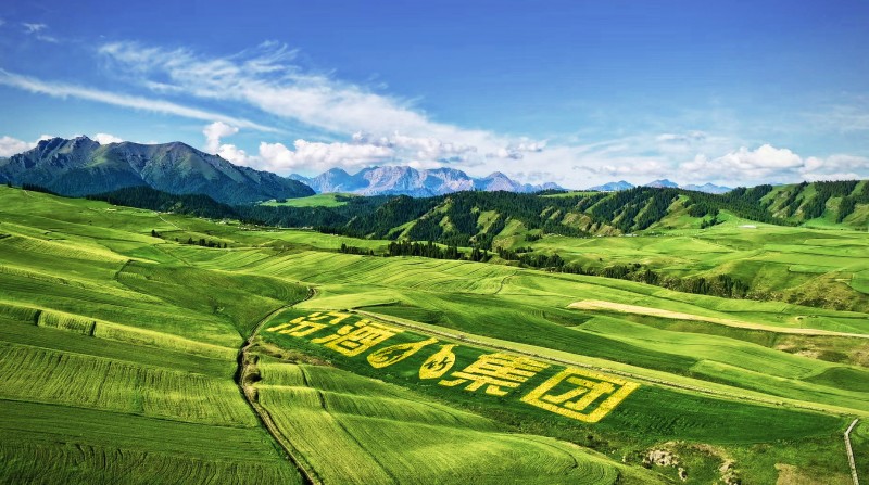 五载粮心路，一部品质史：汾酒第一车间深入新疆奇台！