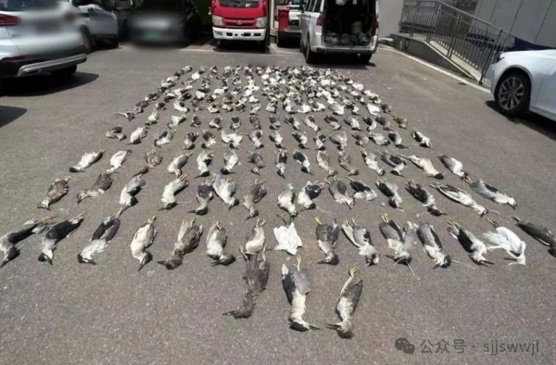 微信截图_20250811095530