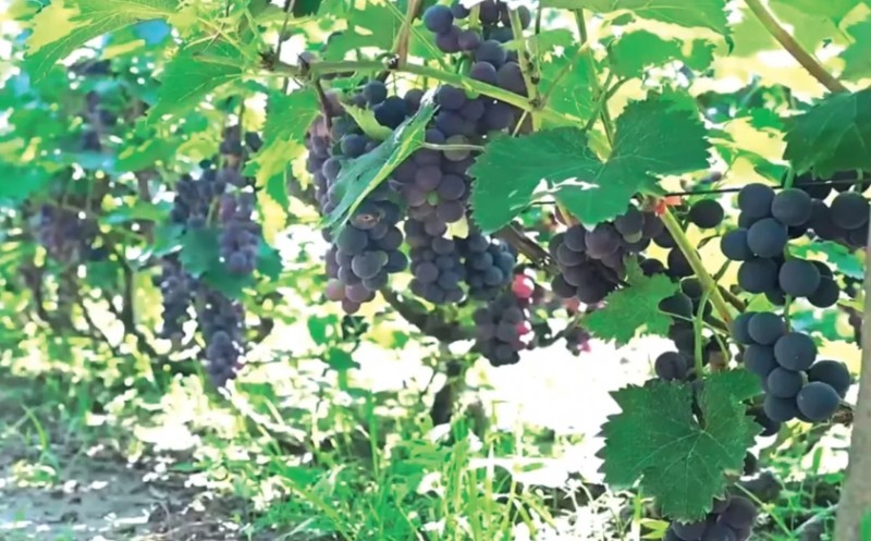 微信截图_20250811104936