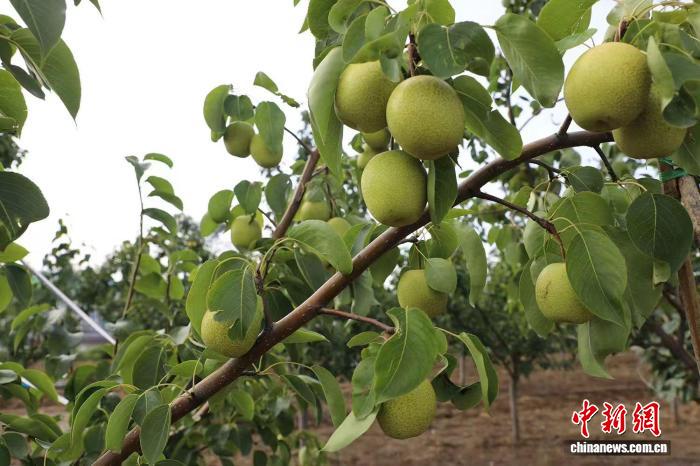 硕果满枝梨飘香 山西高平打造“梨”想生活