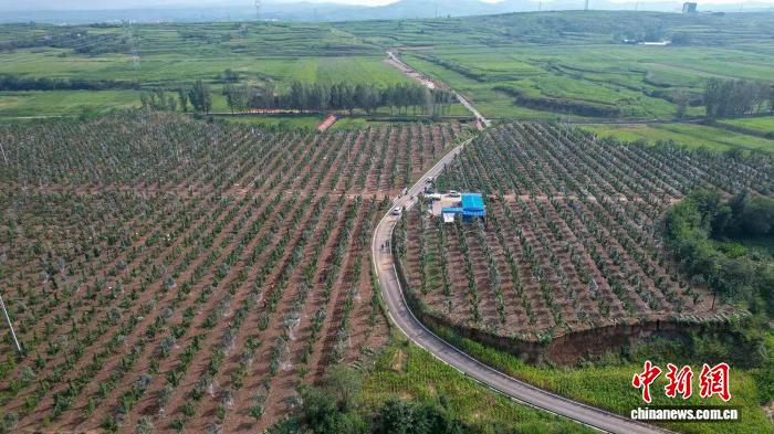 硕果满枝梨飘香 山西高平打造“梨”想生活